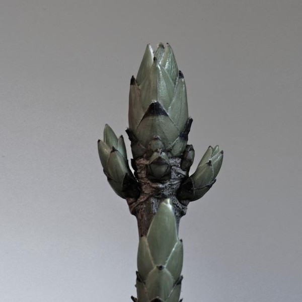 et je viens juste d'acheter des bagues macro.